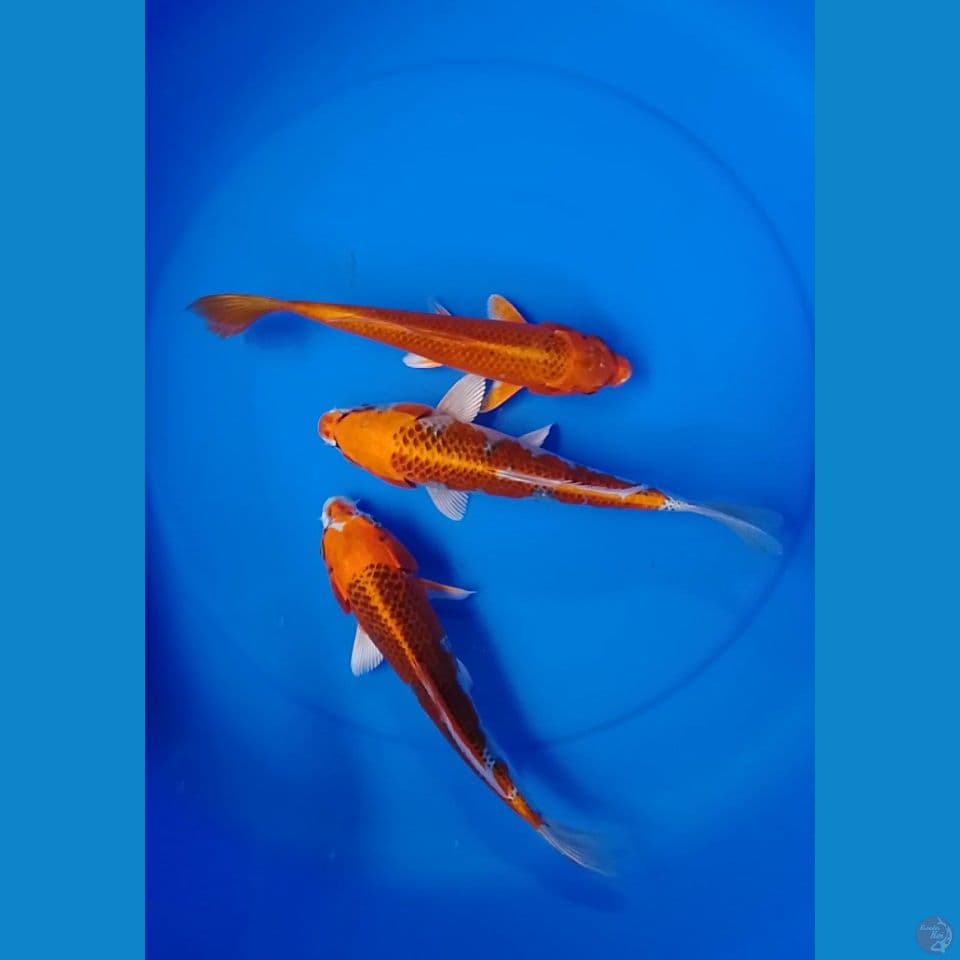 kujaku size : 25 26cm