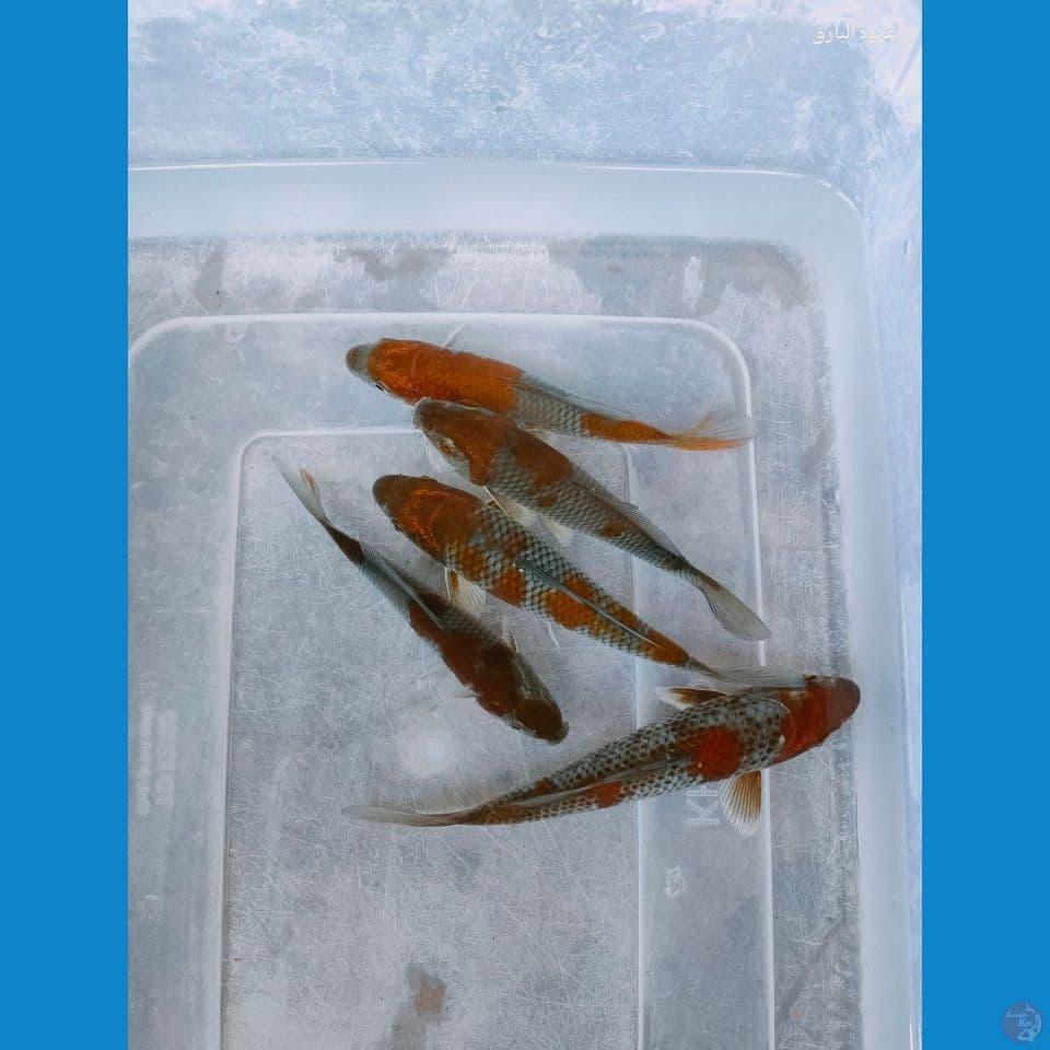 paket ociba 12-15 cm