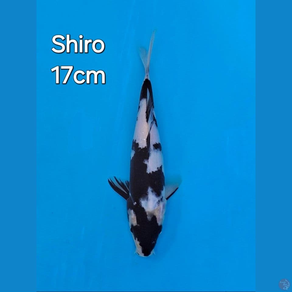 SHIRO UTSURI 17CM