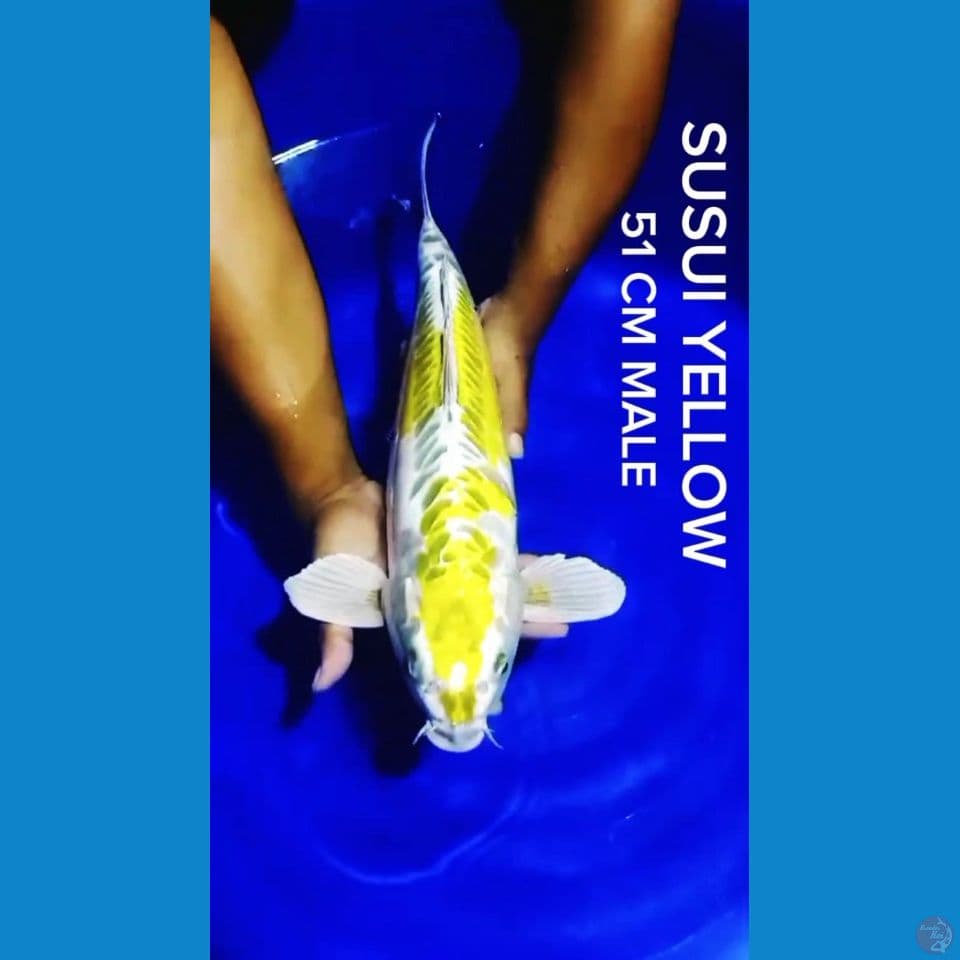 SUSUI YELLOW ????????