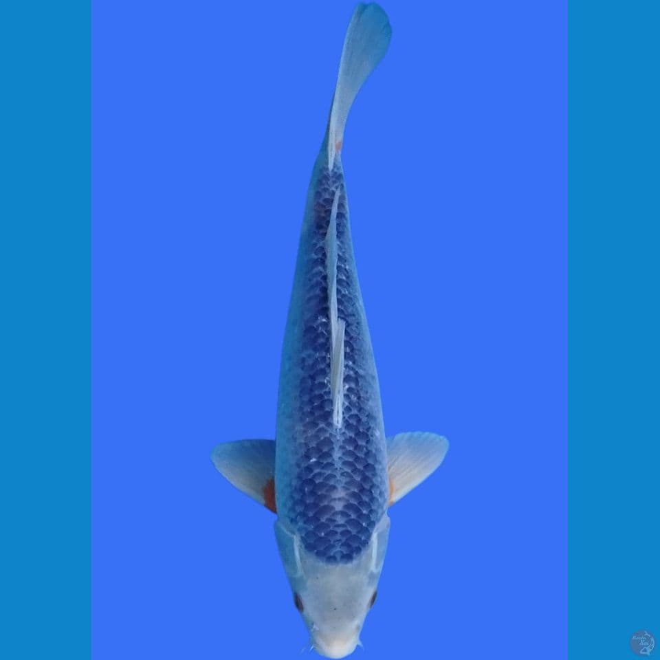 asagi gemoy 34cm