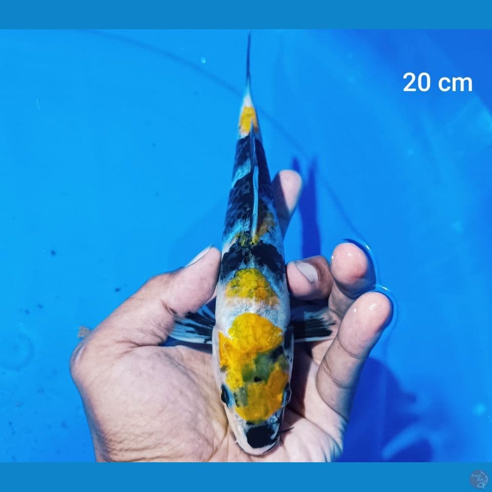 ki showa 20 cm