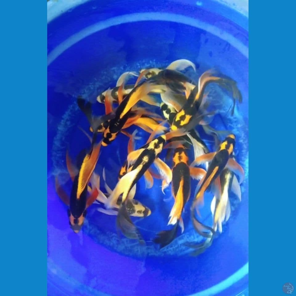 kabuto kumpay super 25-30cm