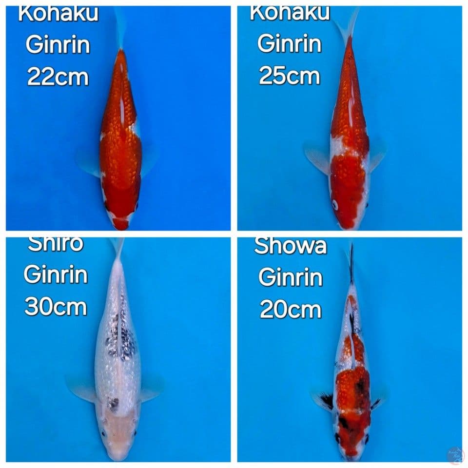 PAKET 4EKOR MIX KOI