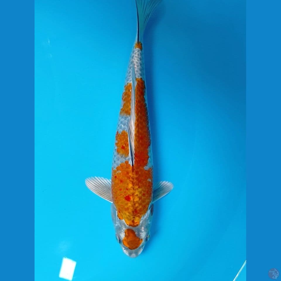 ochiba kogane 26cm