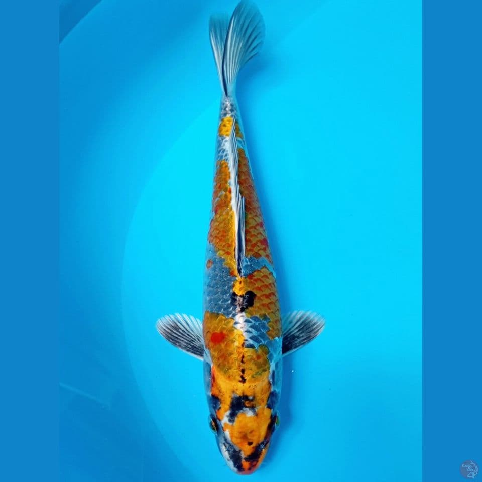 kogane ochiba 30cm