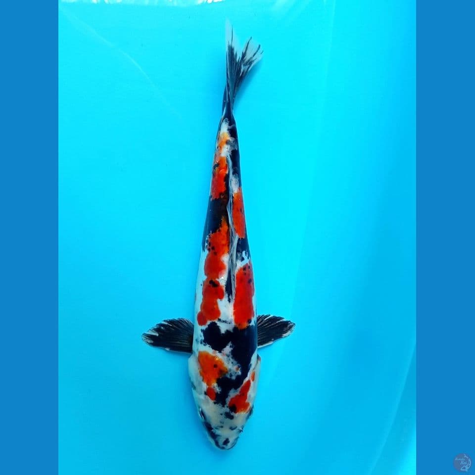 showa doitsu 28cm