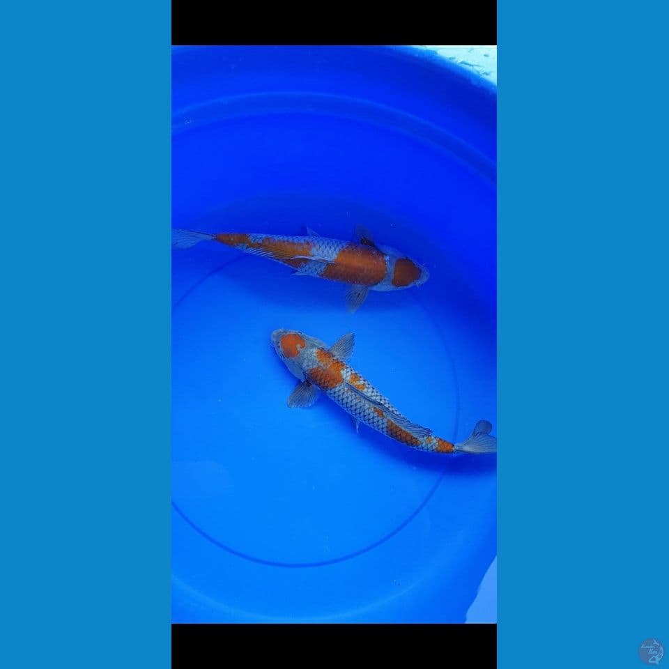 Maruten Ociba 32,33Cm.