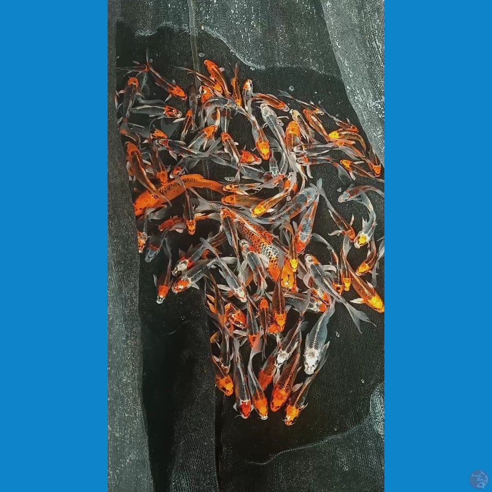 mix kujaku butterfly 15bu-20cm 100ekor