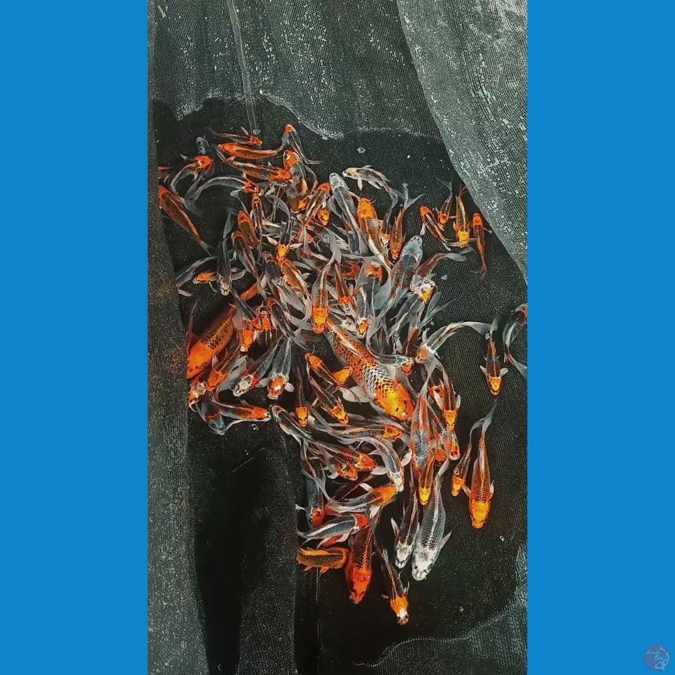 mix kujaku butterfly 15bu-20cm 100ekor