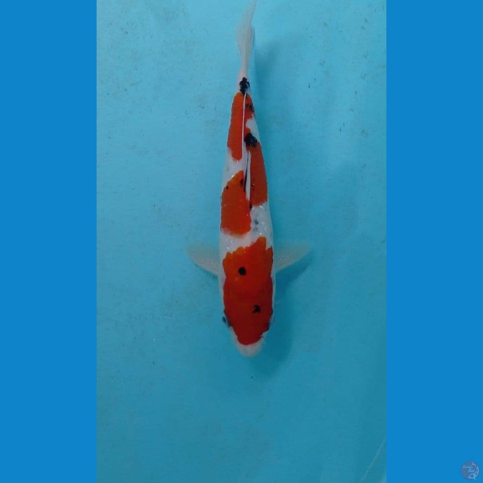 sanke, 21 cm