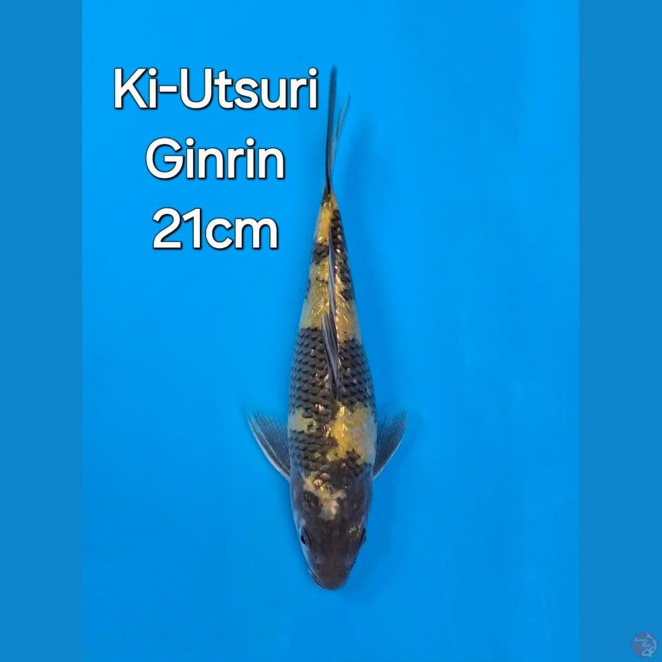 OTSUKA KIUTSURI GINRIN 21CM