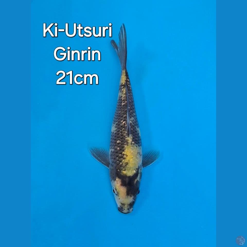 OTSUKA KIUTSURI GINRIN 21CM