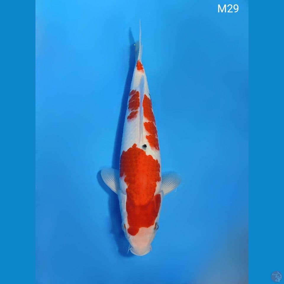 SUBOSUMI SANKE ORIGINAL 29CM MALE