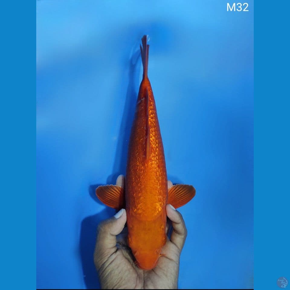 RED KARASI GINRIN 32CM MALE