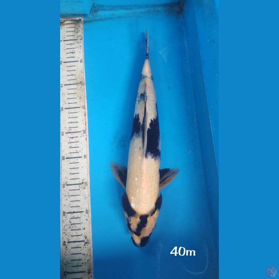 SHIRO, 40CM MALE