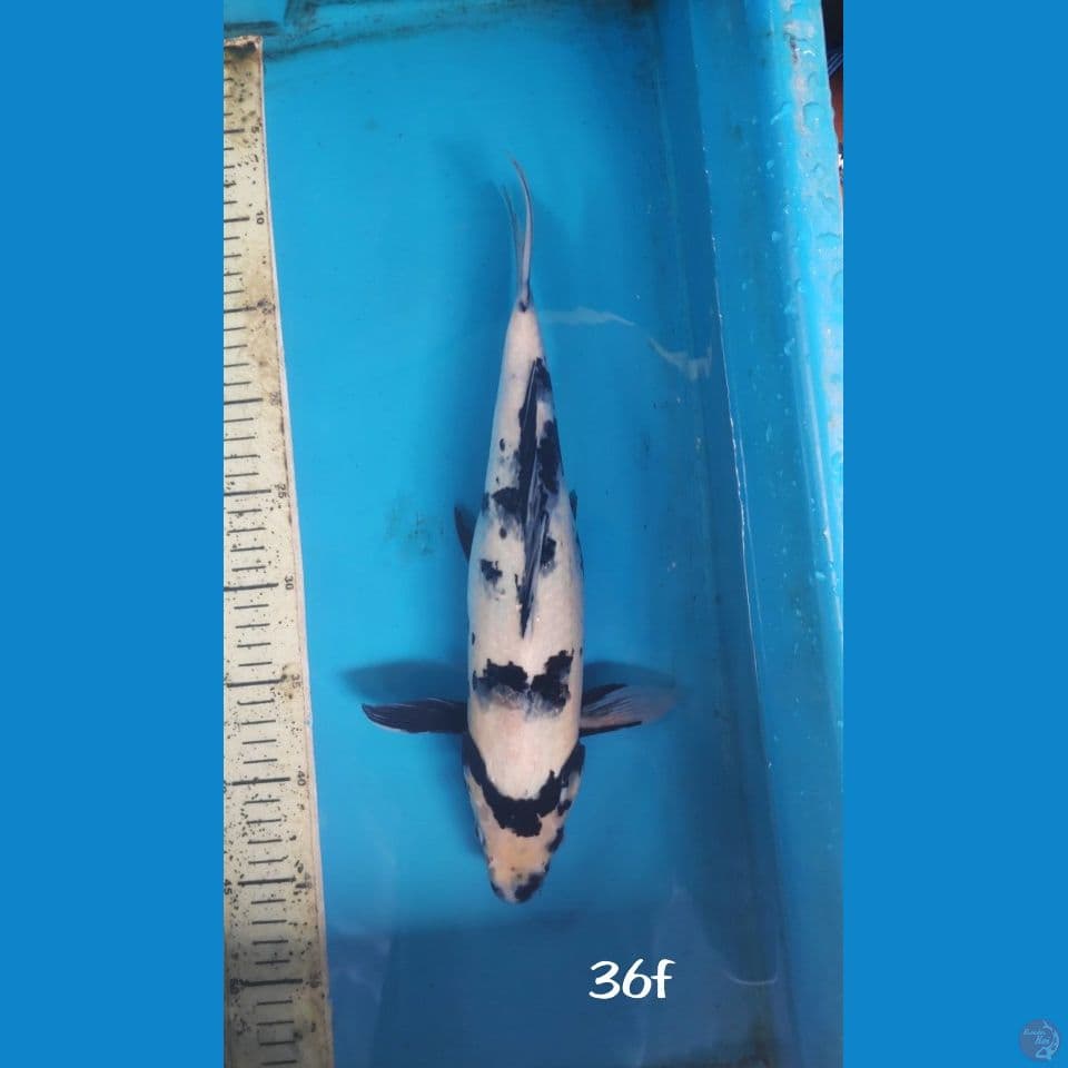 SHIRO, 36CM FEMALE
