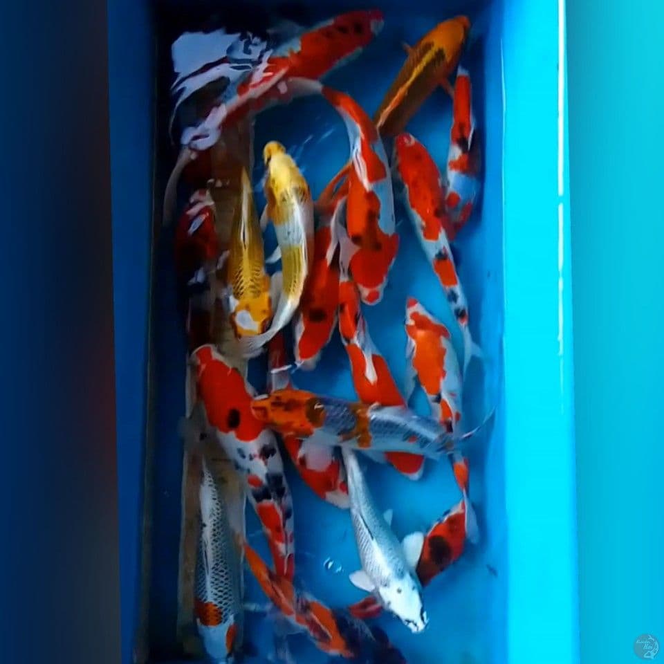 paket mixx 20ekor 22-28cm