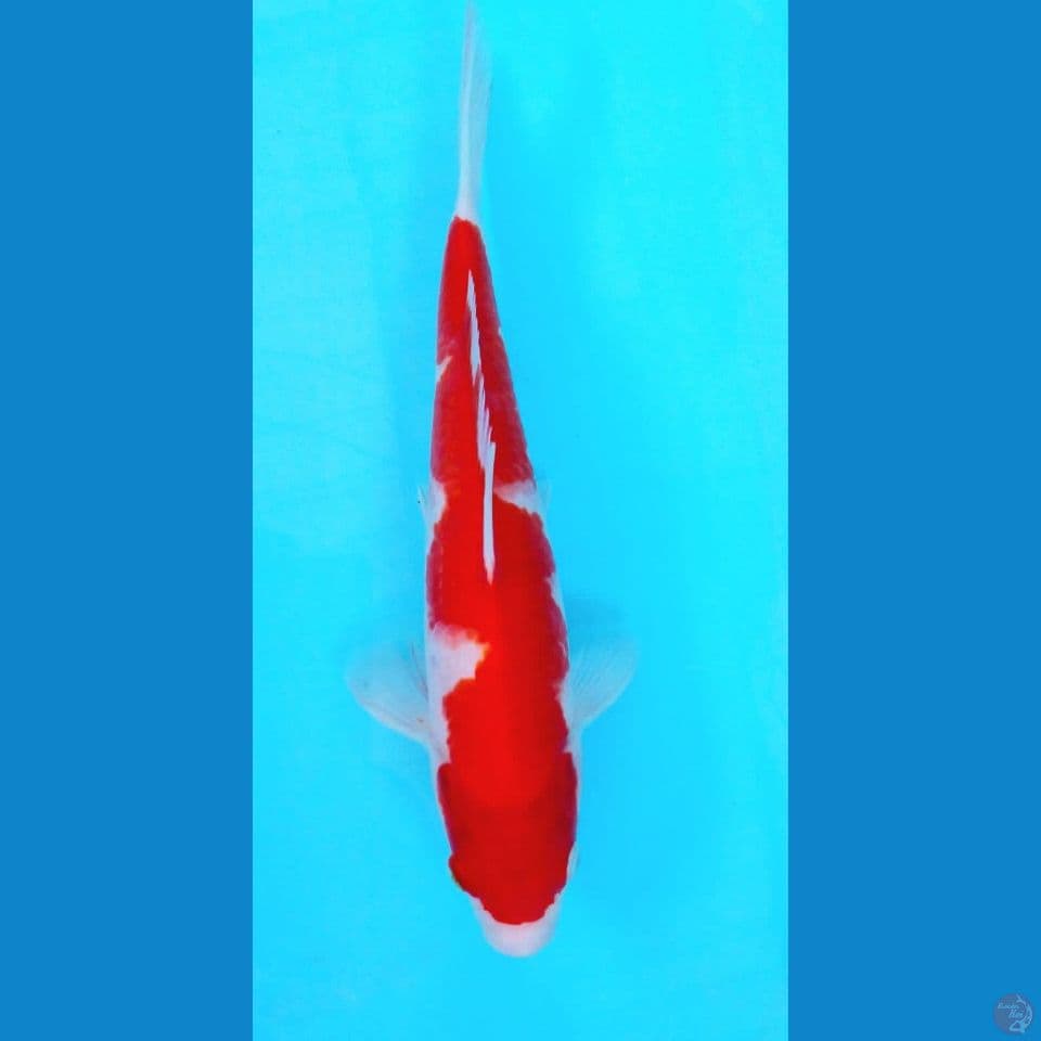 Kohaku Inazuma 28Cm