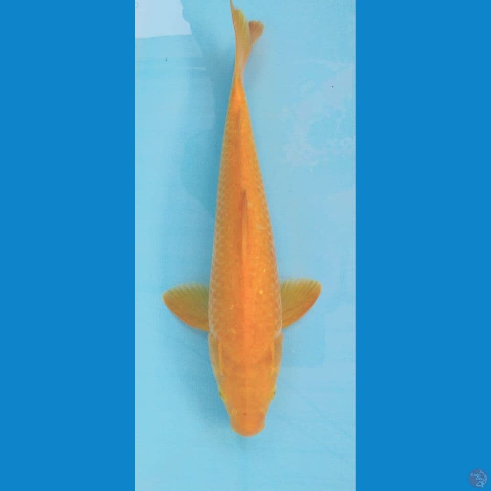 Karashi 28Cm
