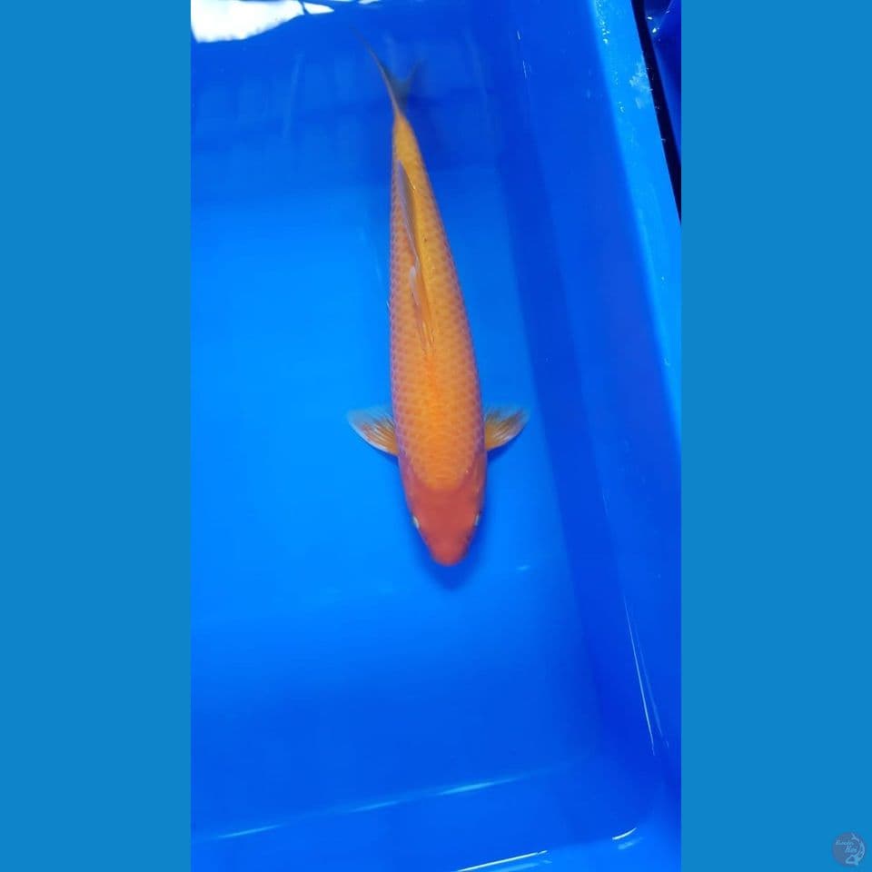 red karashi 37 cm