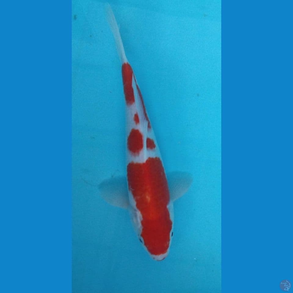 Kohaku 25Cm