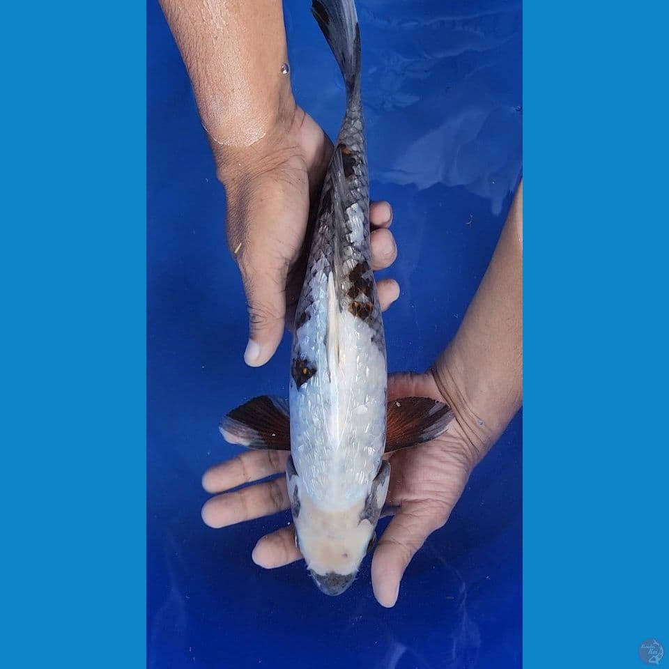 35cm Sabikoyo Ginrin