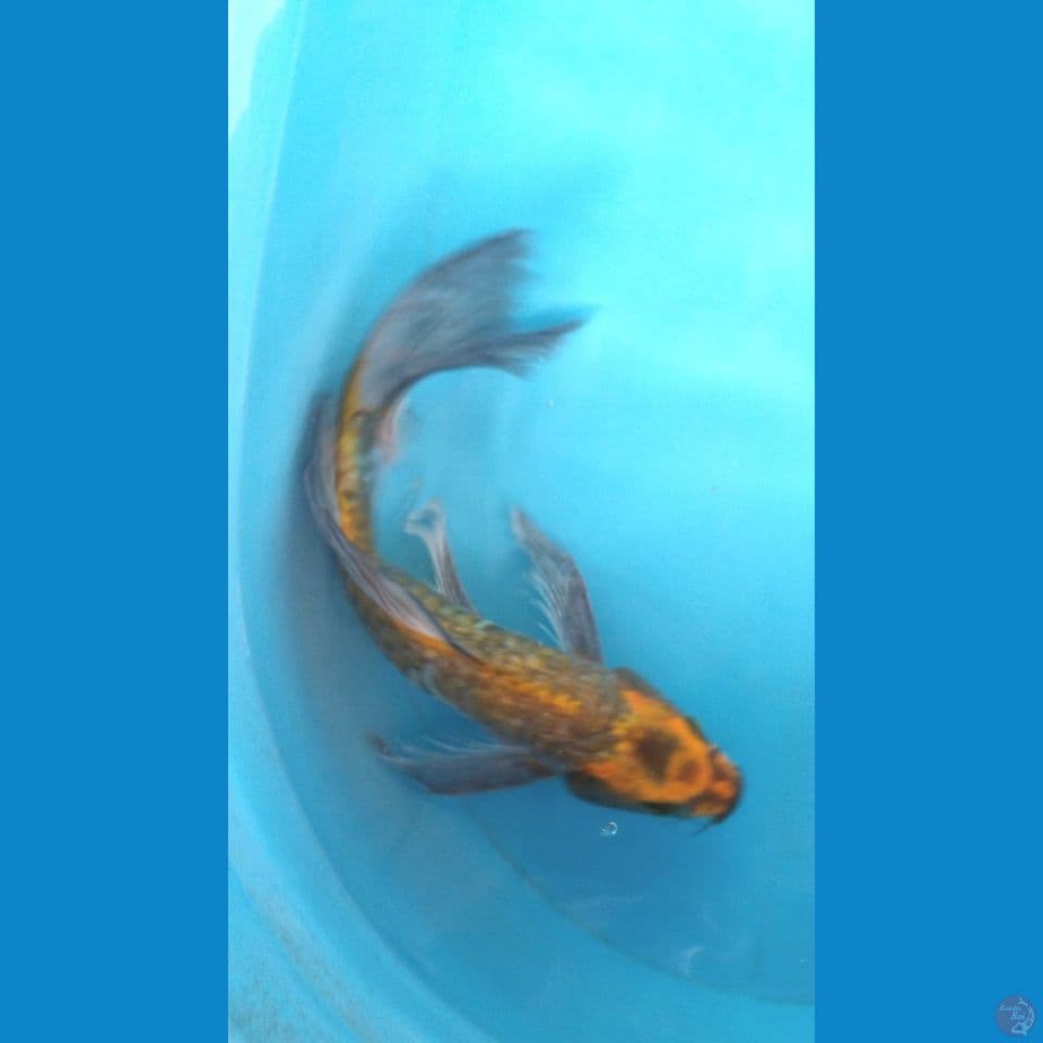 Kumpay gold sisik naga 33Cm