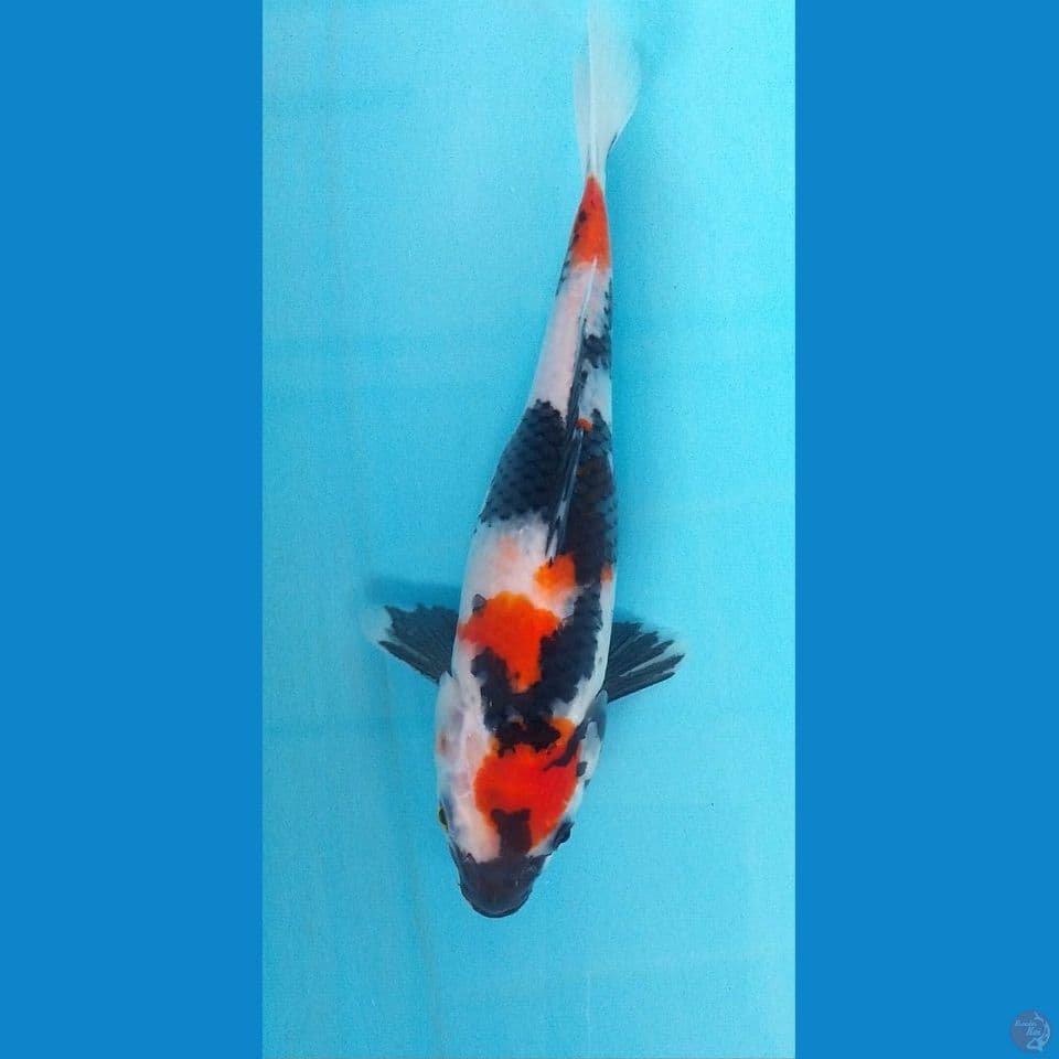 Kindai Showa 24Cm
