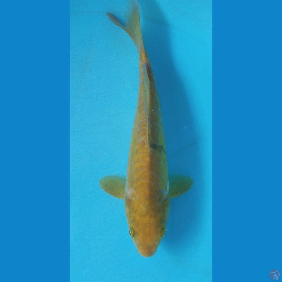 Midori aragoke 25Cm