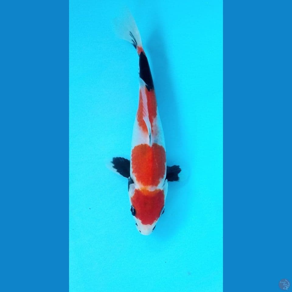 Maruten Showa 23Cm