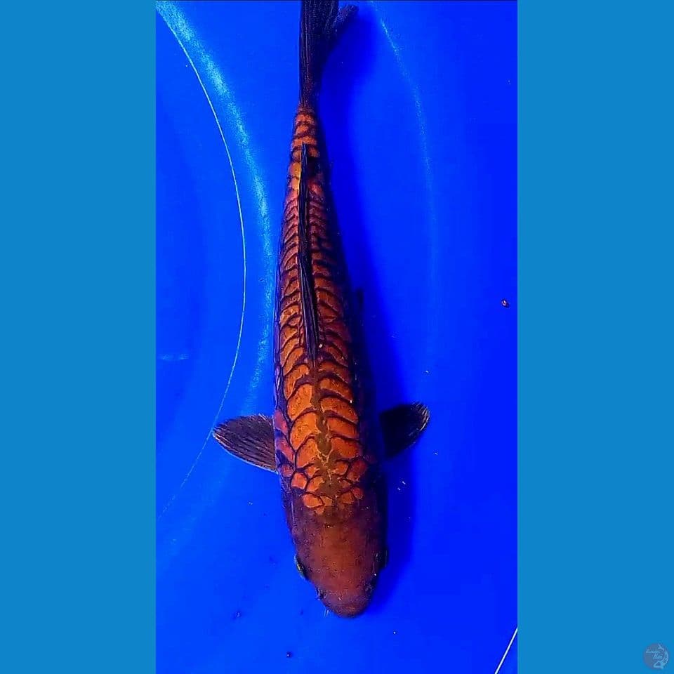 32cm cagoi tembaga sisik naga