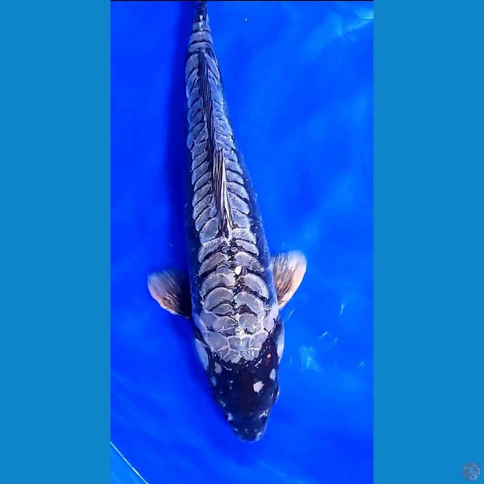 47cm black dragon ml
