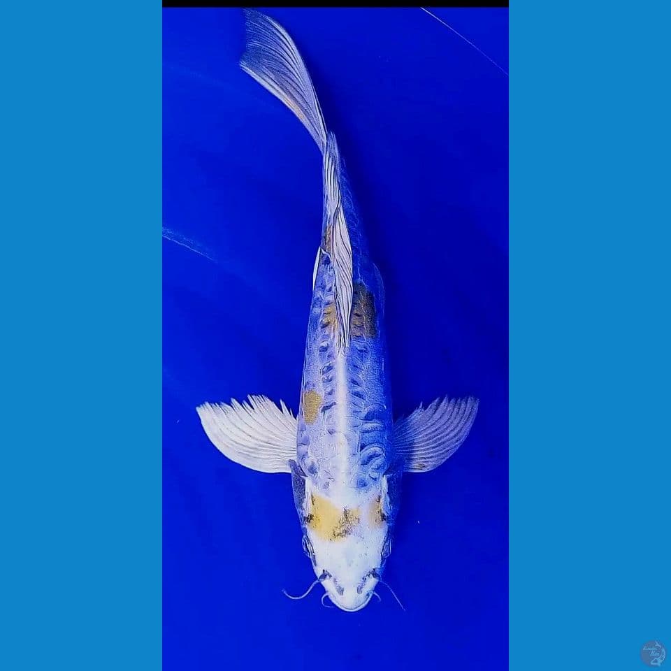 34cm kumpay kiko sakura