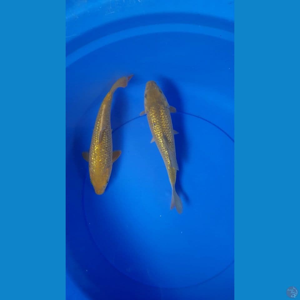 26CM MIDORI GINDRIN