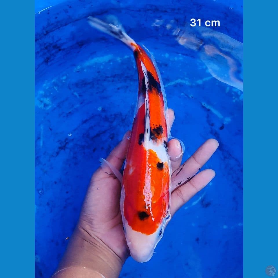 Good Sanke 31 cm