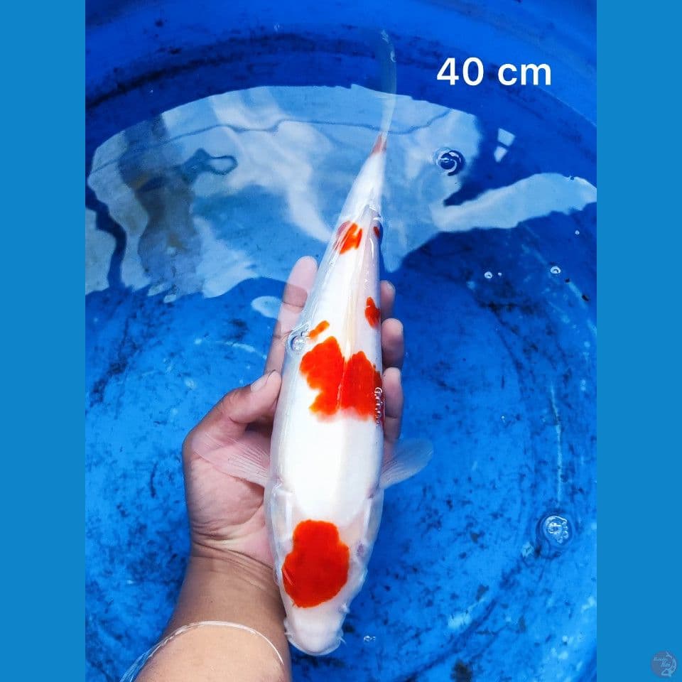 Kohaku Super Skin 40 cm