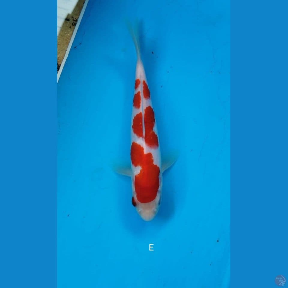 Kohaku 19cm