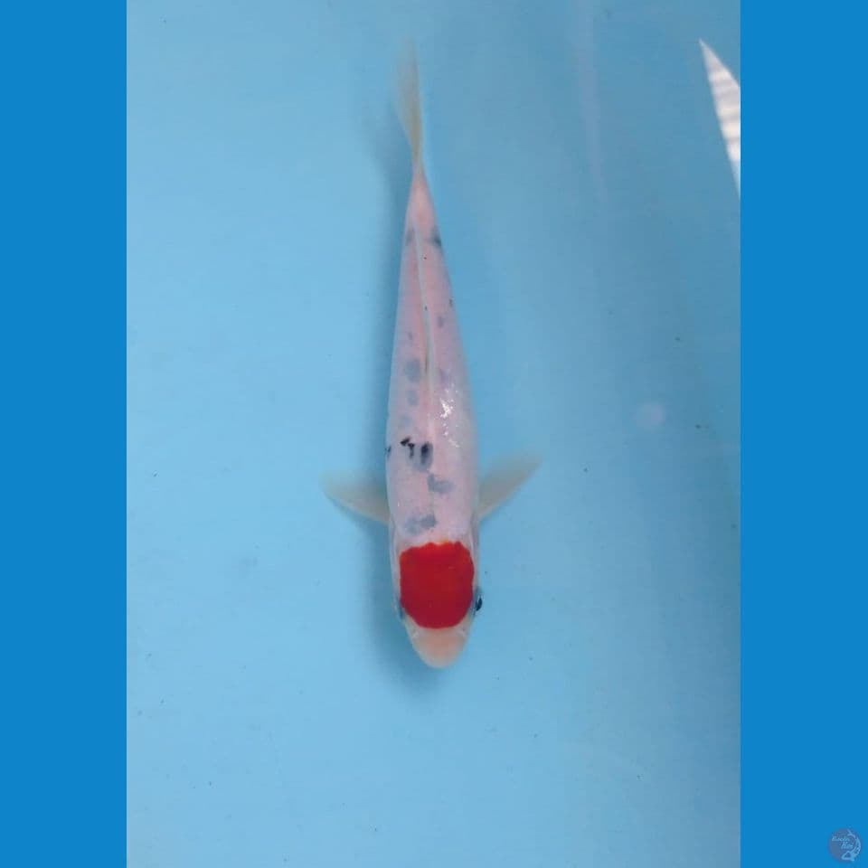 tancho, 17 cm