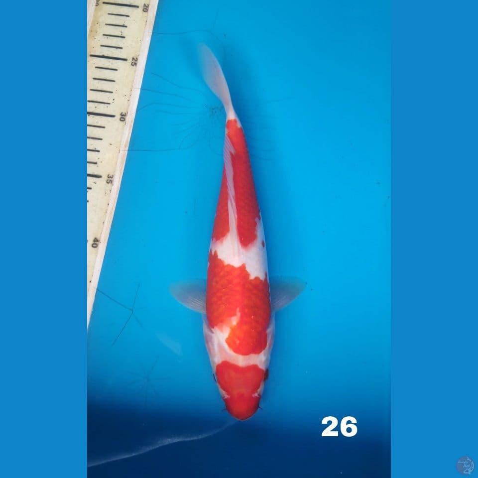 kohaku, 26cm male