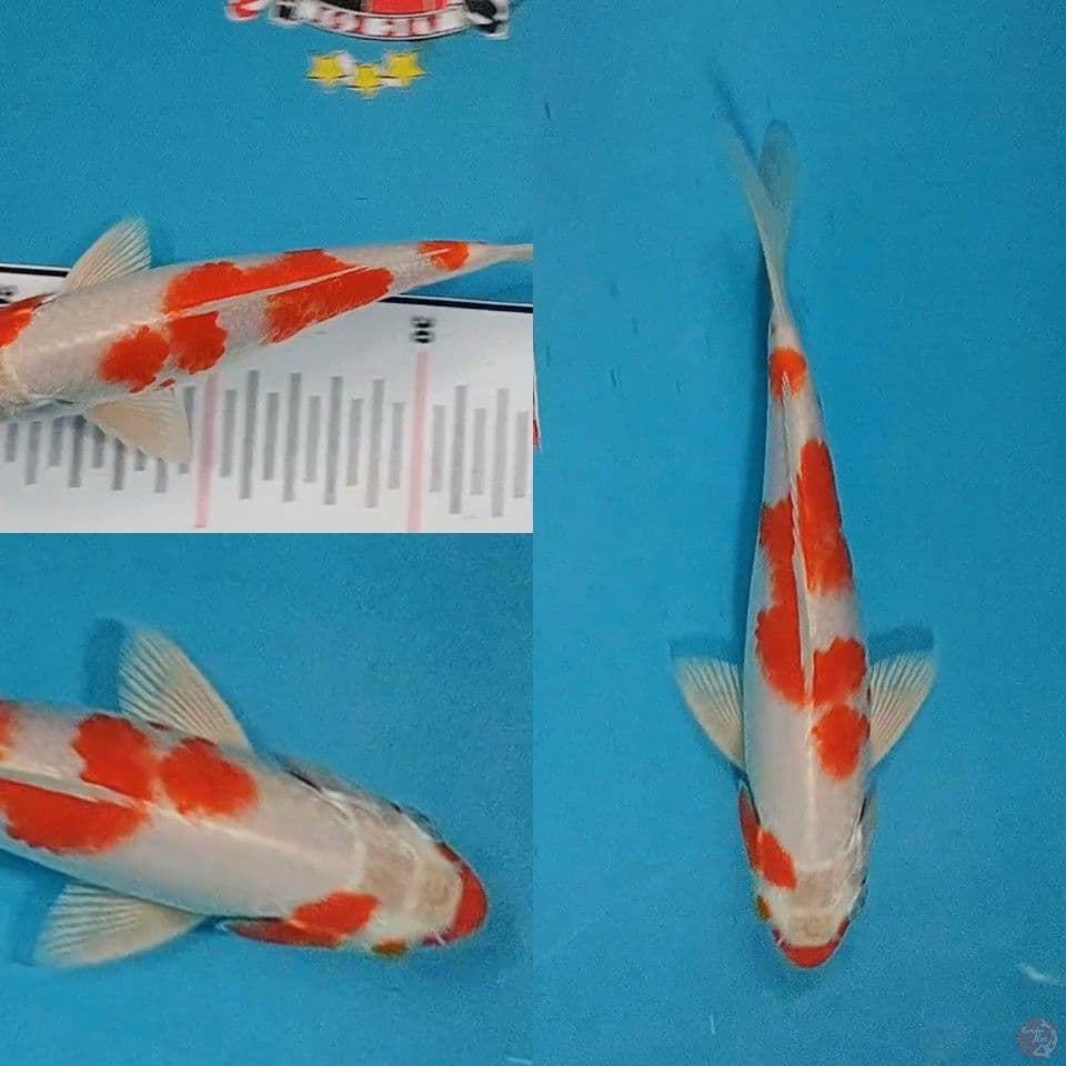 Sakura Ogon 23 cm