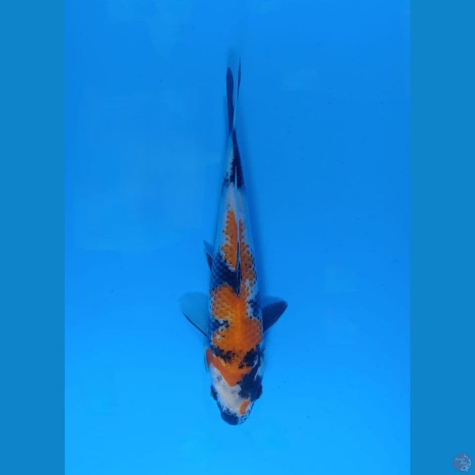Showa import Sekiguchib26cm sertifikat
