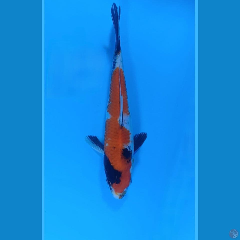 Showa Sekiguchi 27cm sertifikat