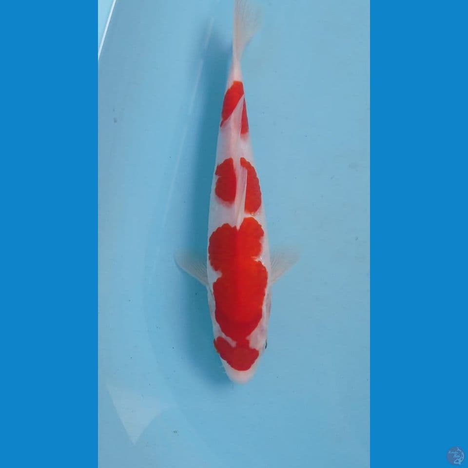 kohaku, 28 cm