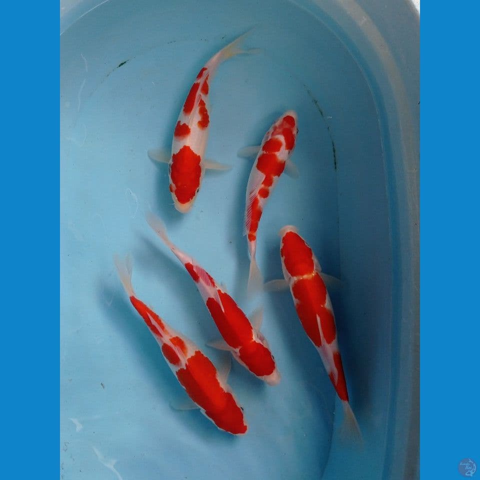paket kohaku, 23-25 cm