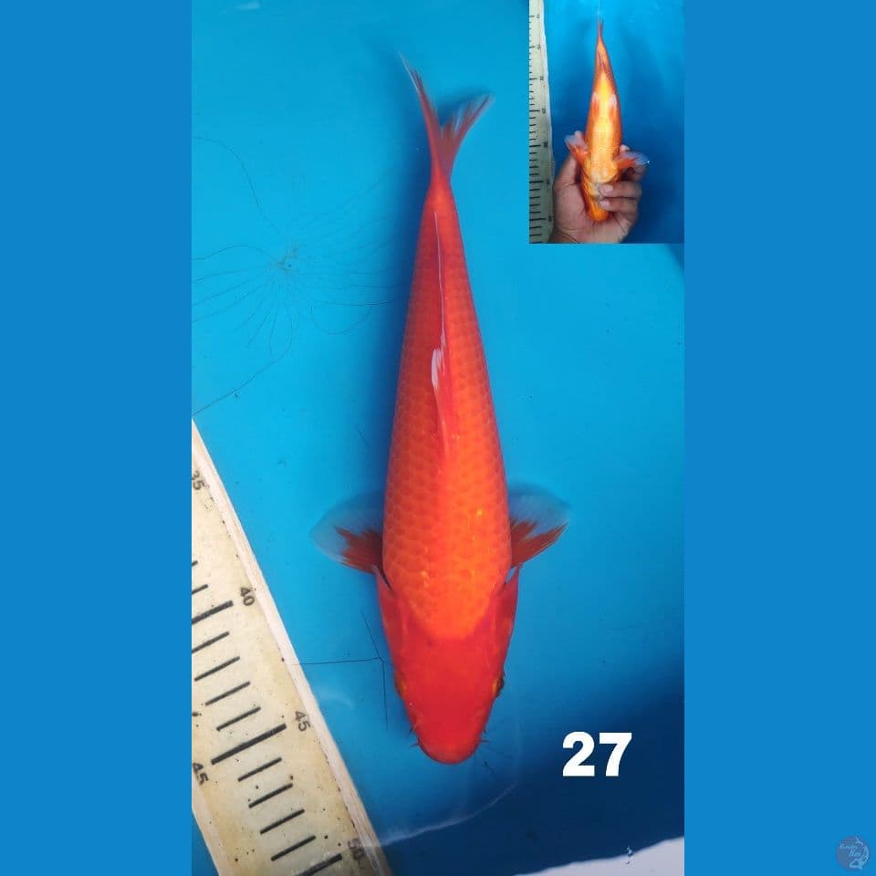 benigoi, 27cm male
