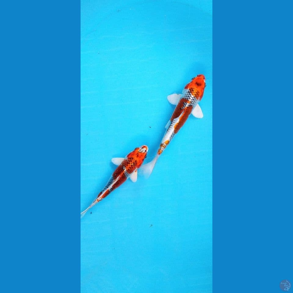 Kojaku merah 20 - 22Cm