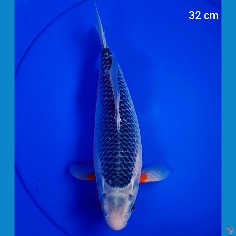 asagi 32 cm