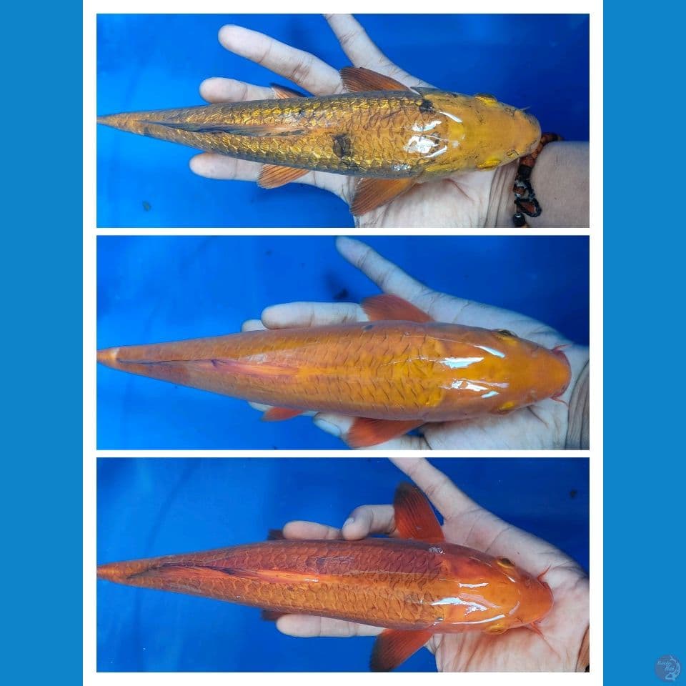 caramel all male