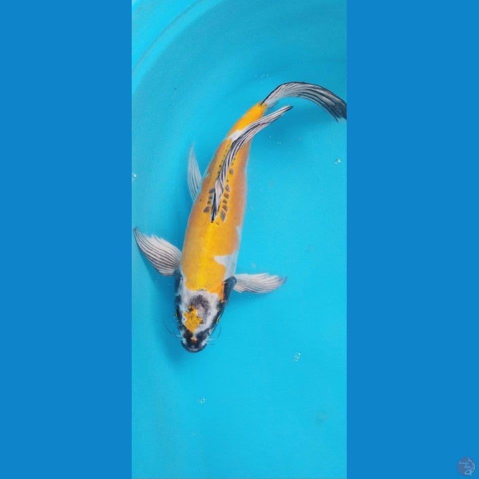 Ki kikuryu kumpay 38Cm